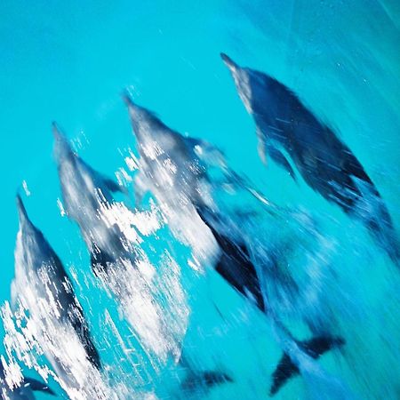 Nova Pousada Golfinho Hotell Fernando de Noronha Exteriör bild