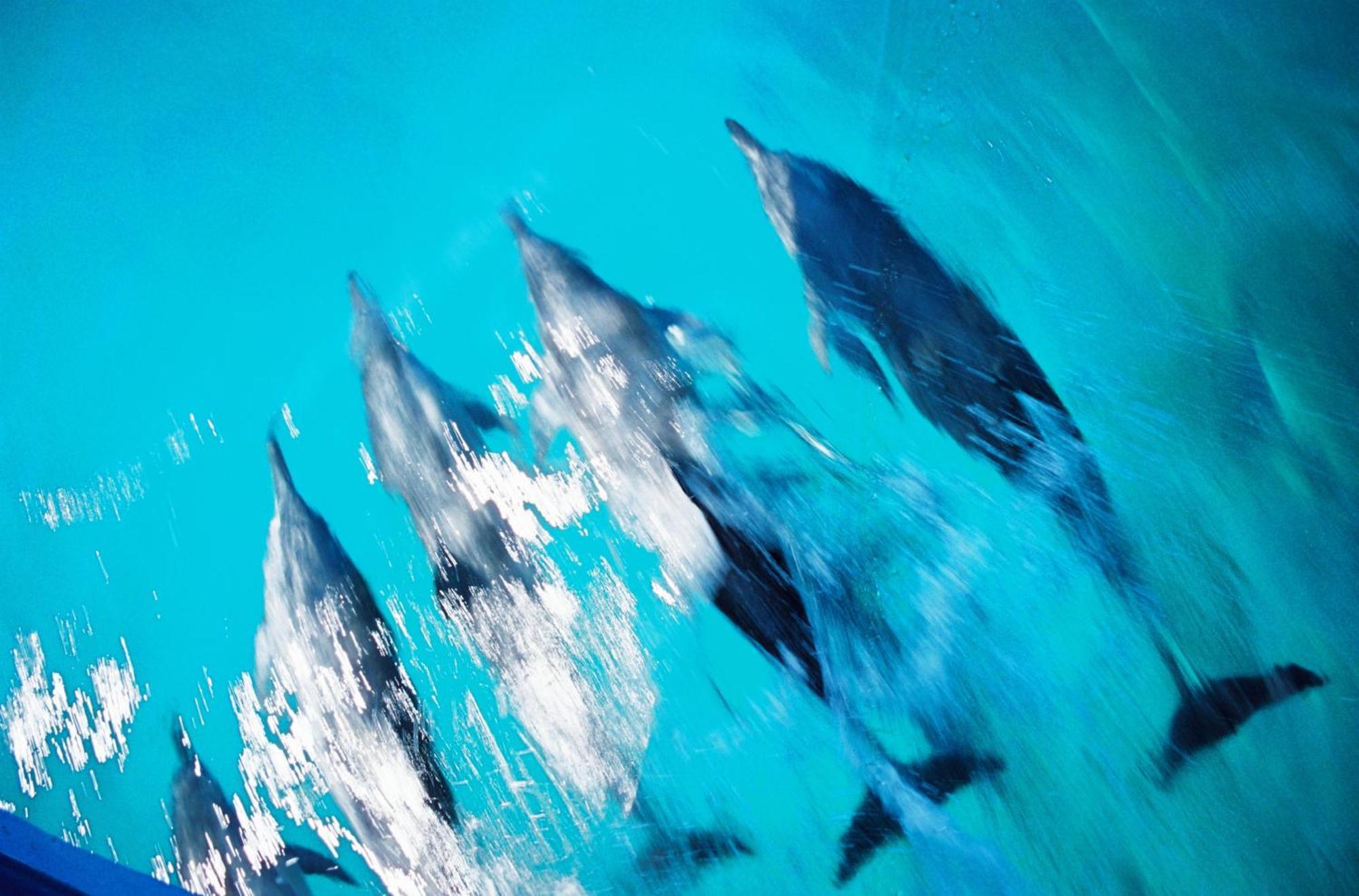 Nova Pousada Golfinho Hotell Fernando de Noronha Exteriör bild
